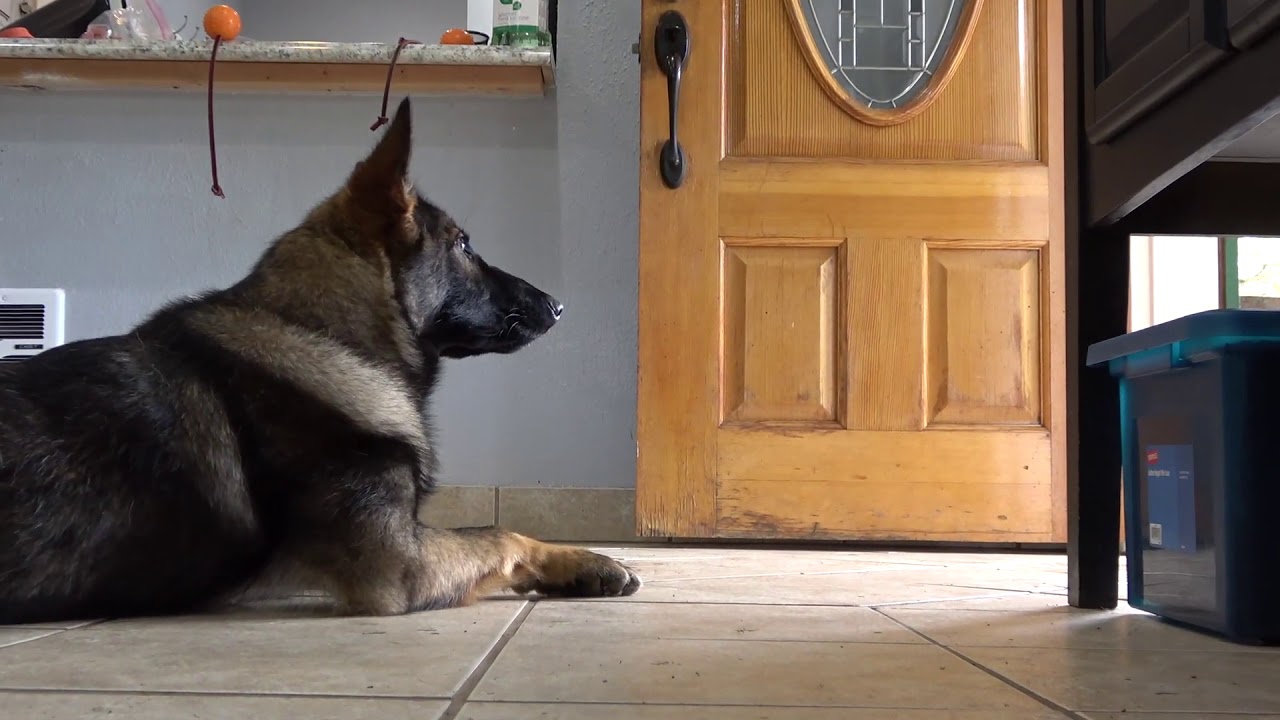 Kraftwerk K9 Germans Shepherd obedience training with the UPS driver!