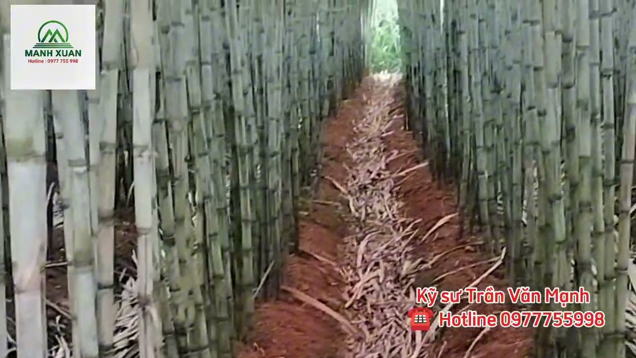 Ruộng mía ép nước có sản lượng khủng gần x 2 khi dùng phân bón thông minh nhả chậm Lục Thần Nông 
