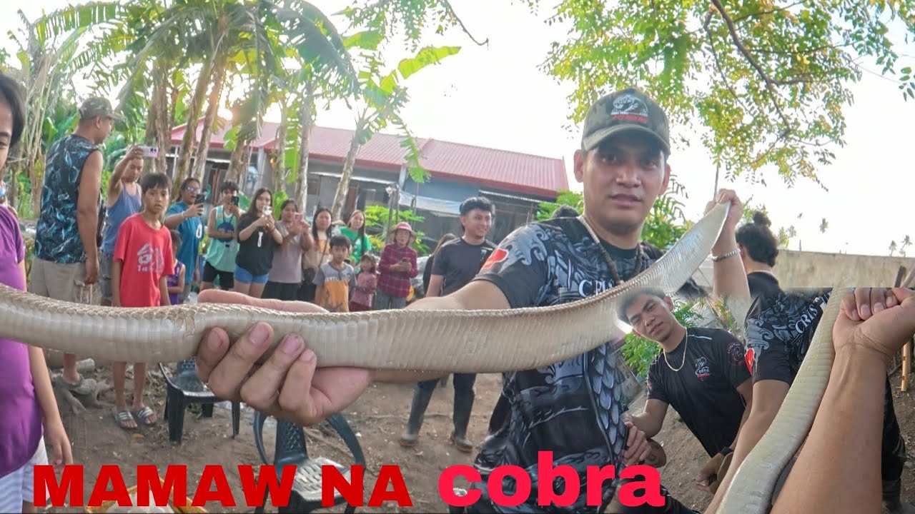 DALAWANG MAMAW NA COBRA ANG NAHULI KASAMA ANG BUONG TEAM #cobraprince 