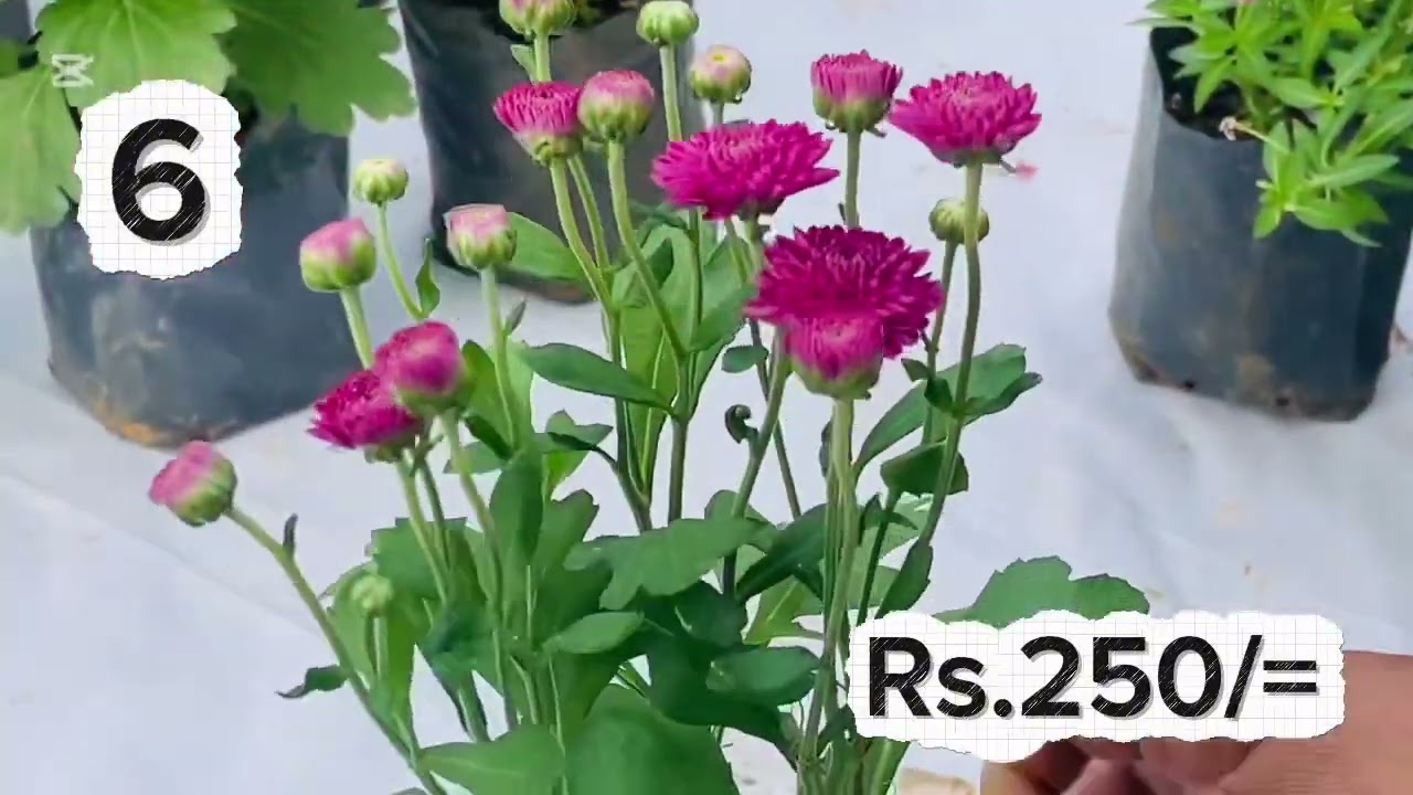 ලස්සනම ලස්සන මල් පිපෙන පැළ වර්ග එකතුවක්. #homegardensrilanka #plants #plantsalesrilanka #garden