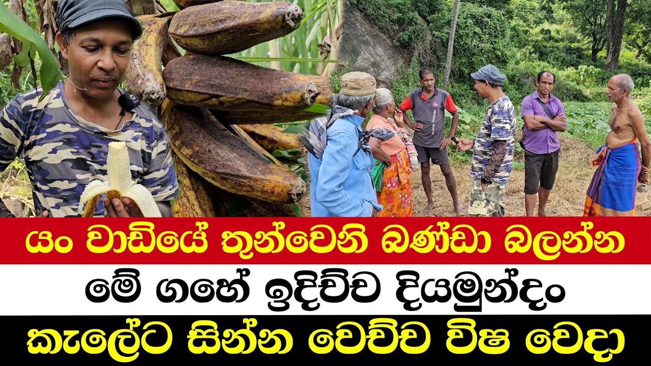 යං වාඩියේ තුන්වෙනි බණ්ඩා බලන්න | මේ ගහේ ඉදිච්ච දියමුන්දං | කැලේට සින්න වෙච්ච විෂ වෙදා