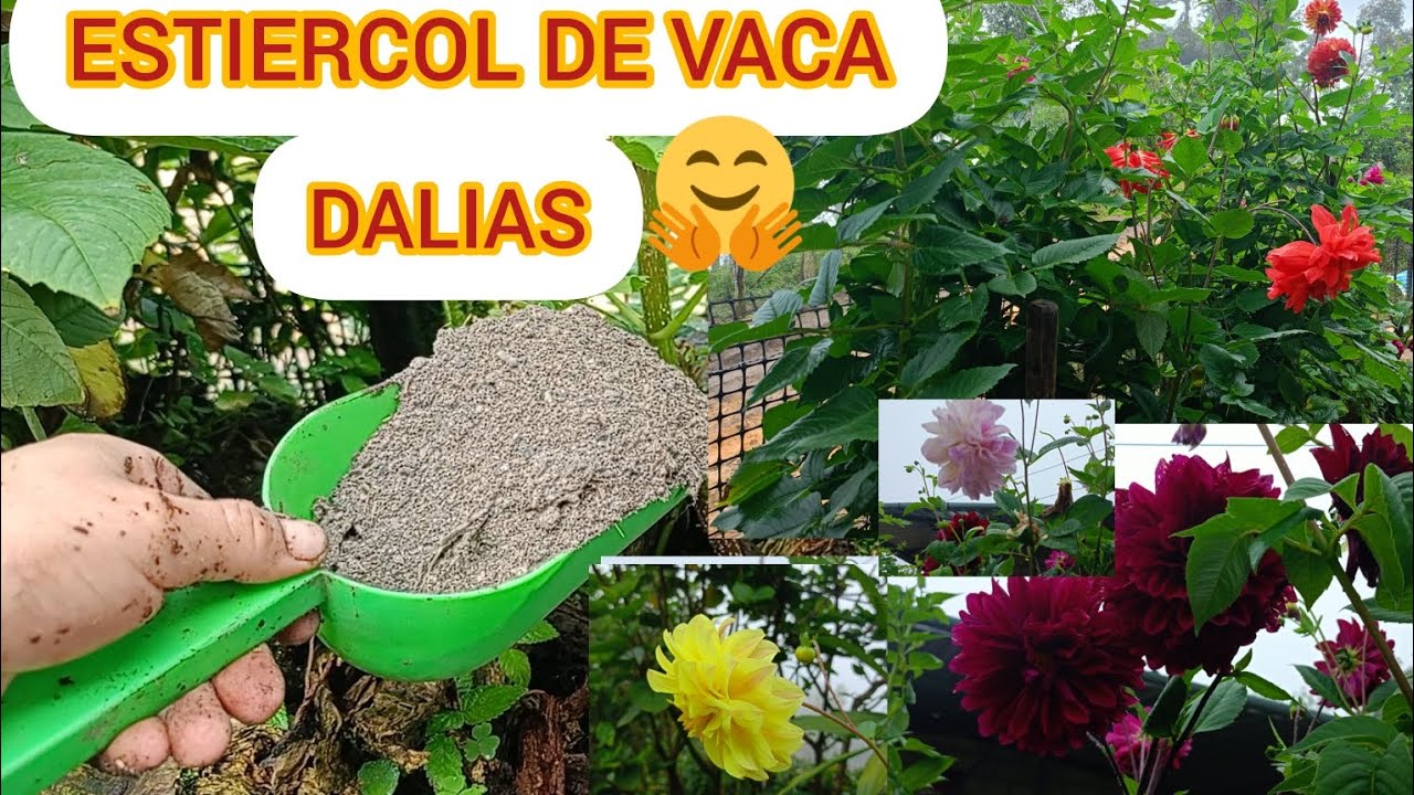 Super abono Orgánico para la floración de tus Dalias🌺