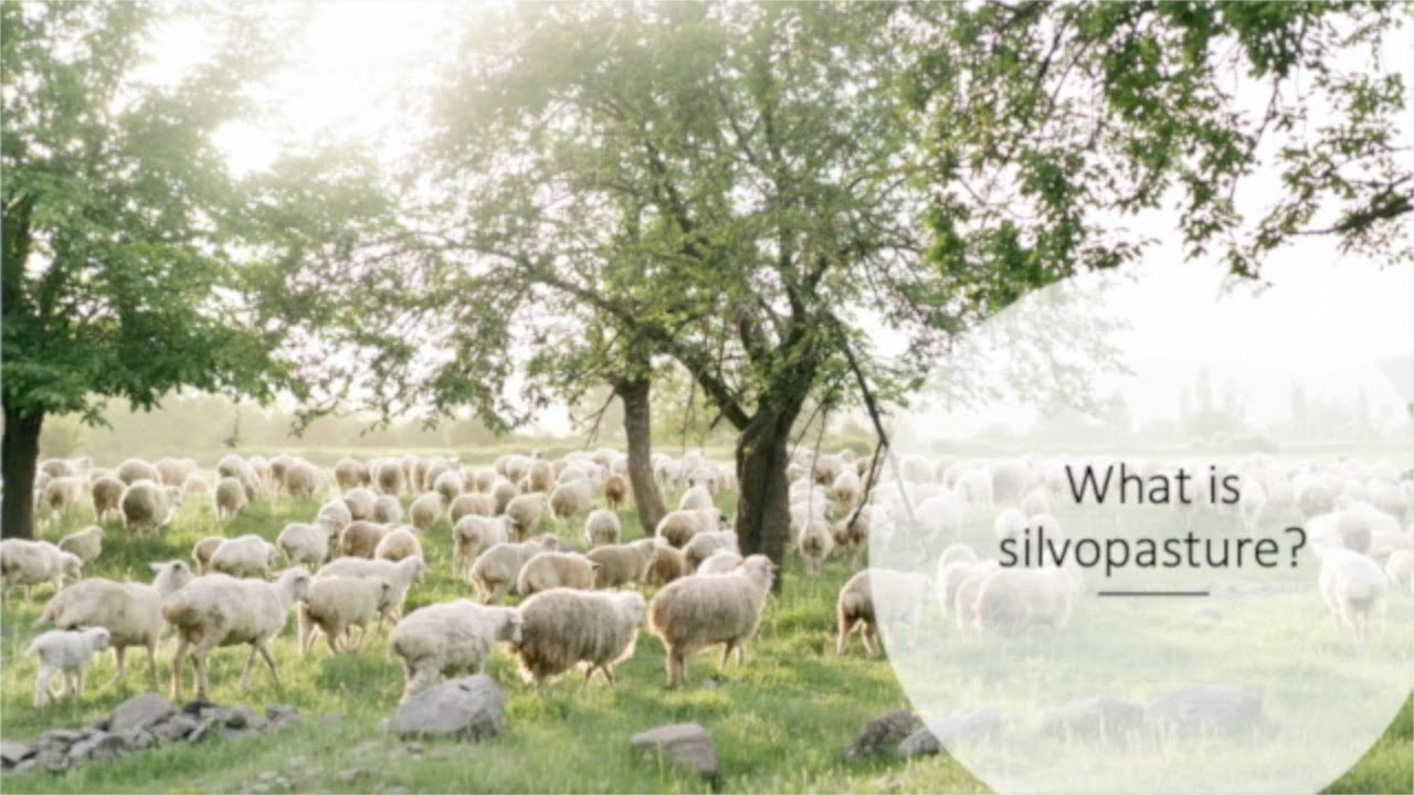 2024 Watershed Congress Environmental Benefits of Silvopasture