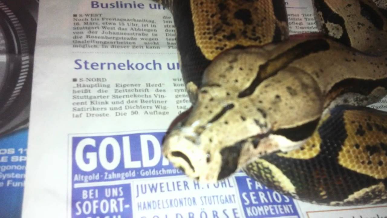 Boa Constrictor Amarali  0.1 NZ 2007   (Bolivien)