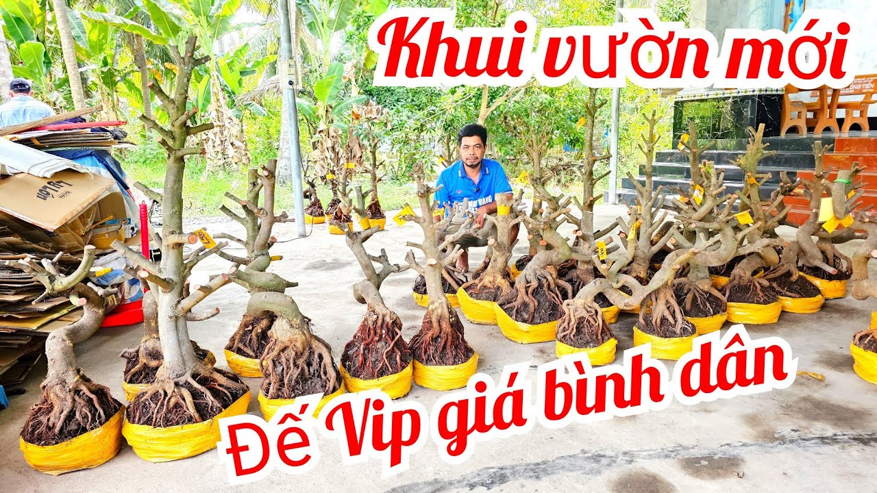A Duy 📲 0384834321 khui vườn mới quái cây dáng long mai giảo Thủ Đức 11/3  (@MaivàngQuêdừa)