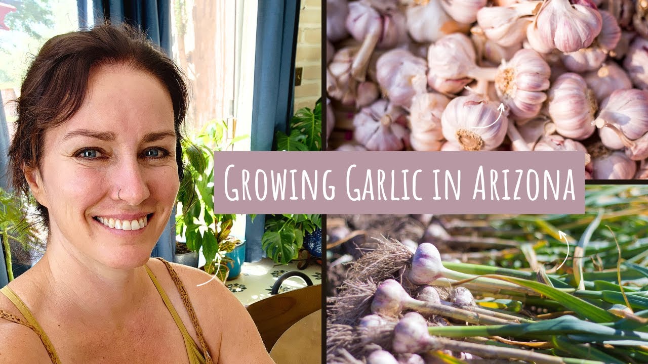 Growing Garlic in Arizona: Tips for Success