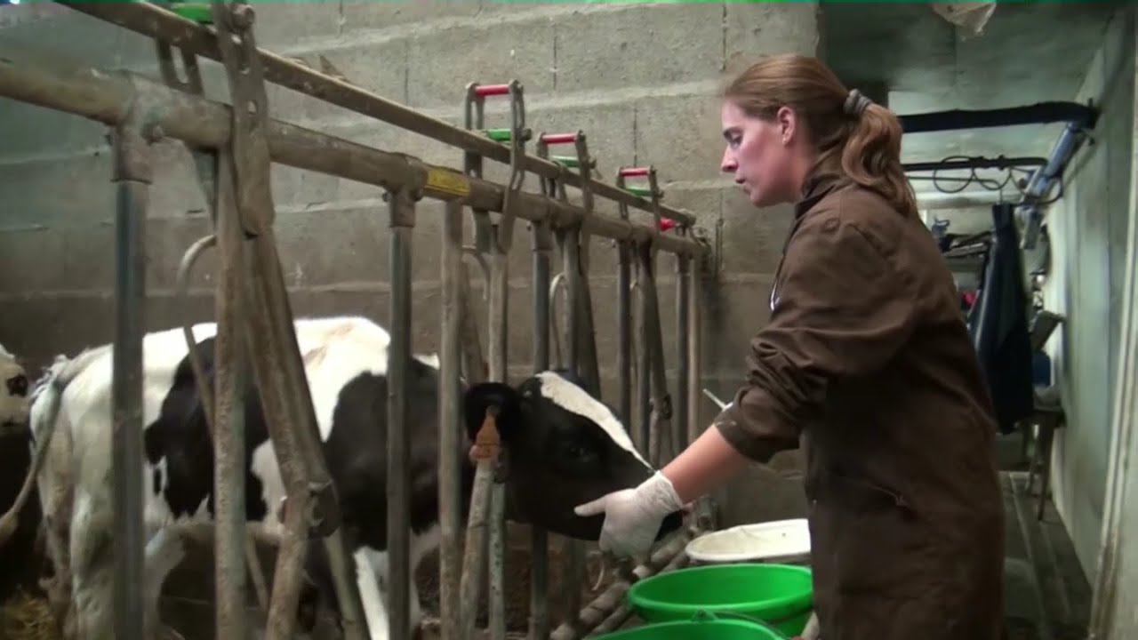 vétérinaire Ma campagne Châteauneuf sur Sarthe et Morannes