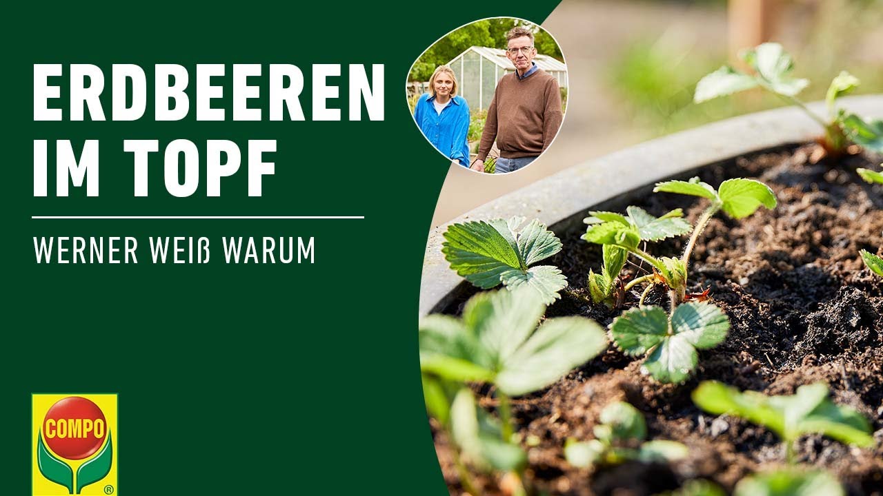 Erdbeeren im Topf pflanzen | COMPO