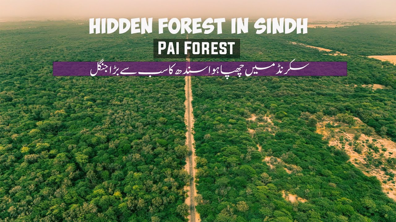 Exploring Pai Forest Sakrand – Hidden Natural Gem of Sindh 🇵🇰