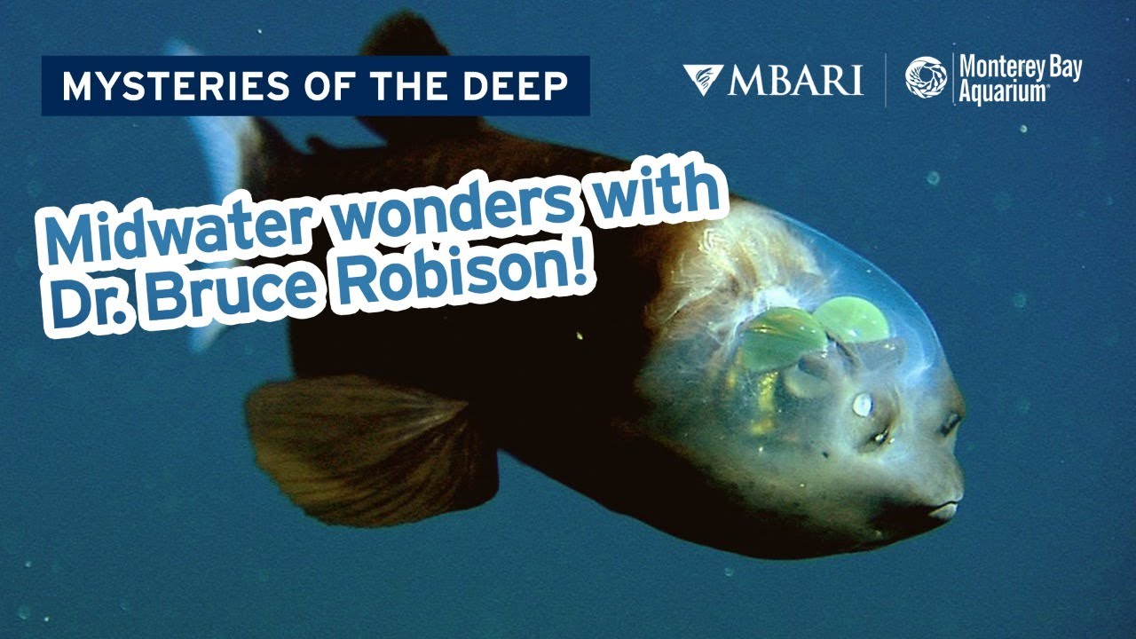 Mysteries of the Deep with MBARI's Dr. Bruce Robison &mdash; Midwater Wonders!
