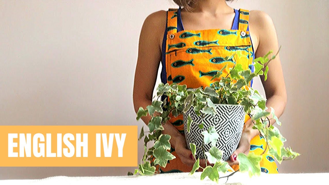 Hedera Helix | Уход за плющом английским