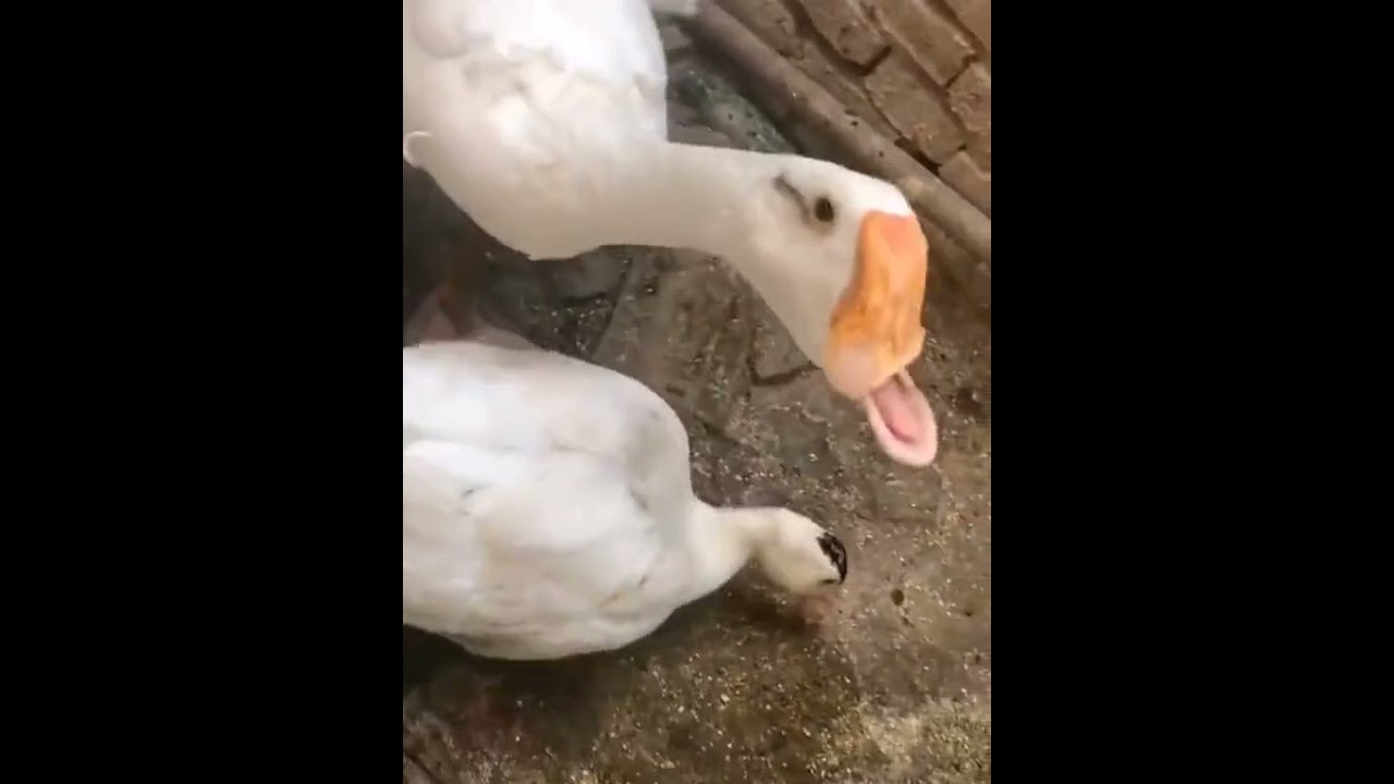 Horse Kicks Duck #shorts #funny