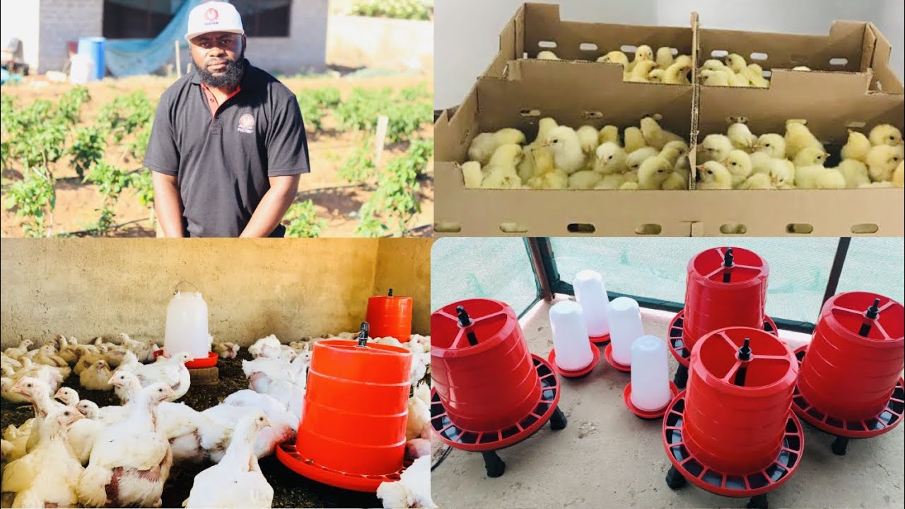 New equipment add to our poultry farm for our big broiler Chicken | Unpacking our gift from Poltek