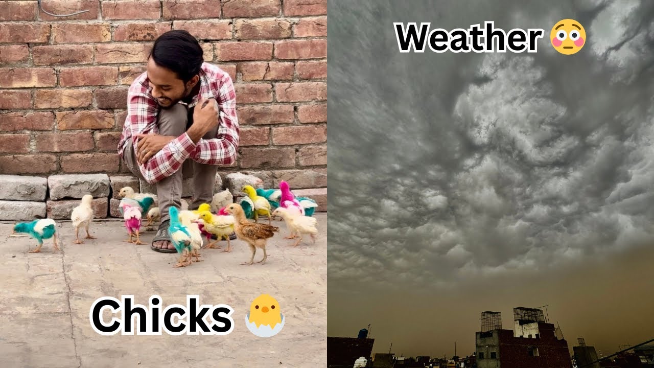 Aj Mosam Bohut Acha hogaya or sabhi chicks ko mastercage se Bahir nikala 😍