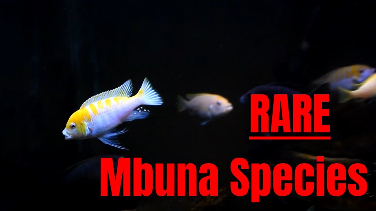 Feeding Mbuna African Cichlids