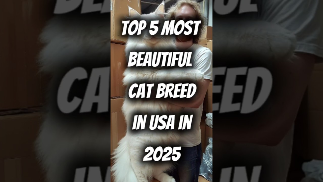 Top 5 Most Beautiful Cat Breeds In USA In 2025 