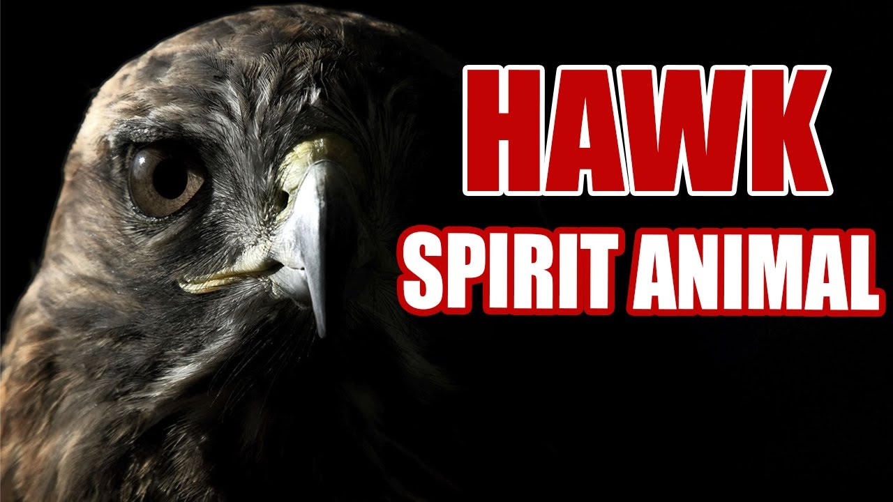 Hawk Spirit Animal – What Does It Mean When You See a Hawk?