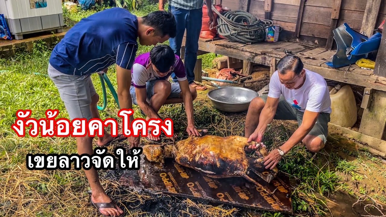 #เขยลาว#จัดเมนูที่พ่อตาเคยกินครั้งแรกพ่อตาชมเขยลาวอร่อยมาก🇱🇦