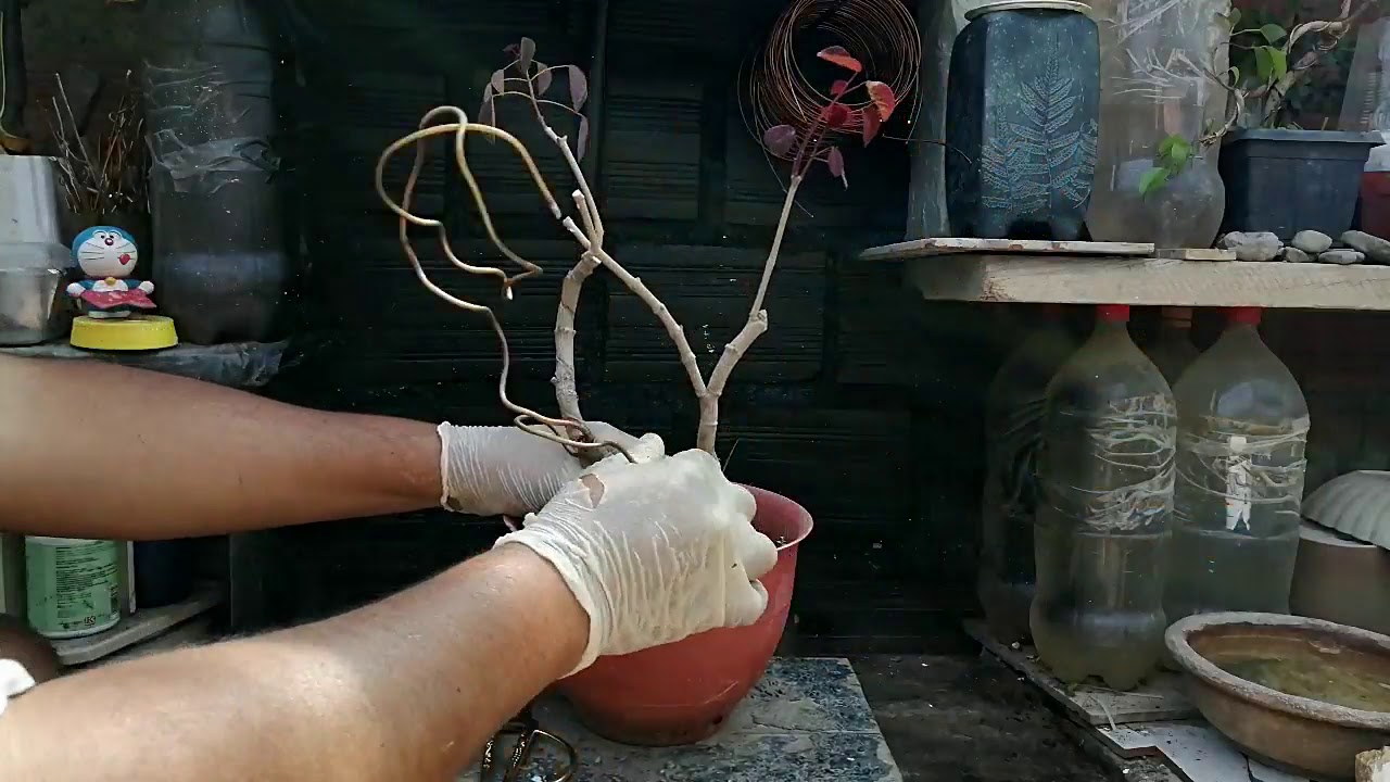LECHERO ROJO Mantenimiento - poda drástica