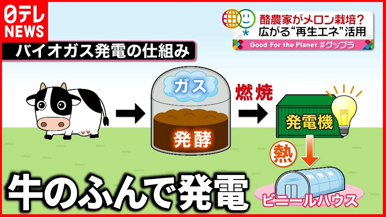 【再生可能エネルギー】酪農家が発電にメロン栽培？  活用広がる