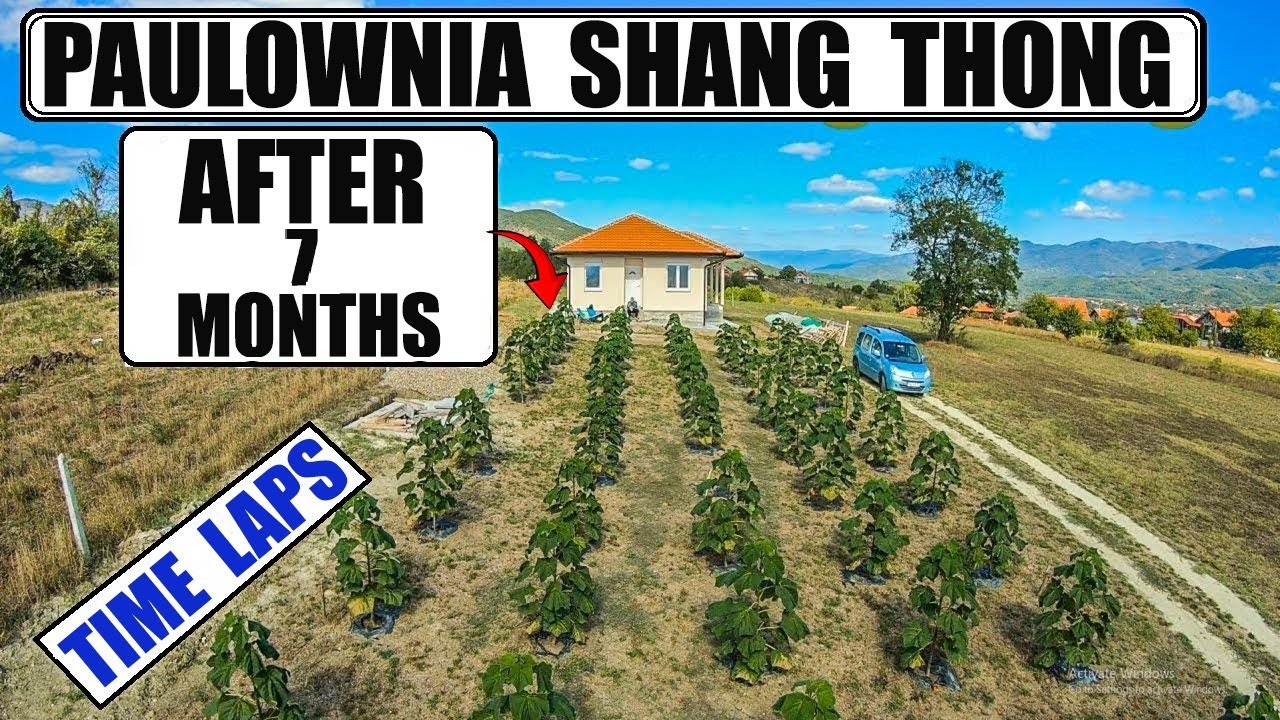 PAULOWNIA tree 7 months growth - TIME LAPS
