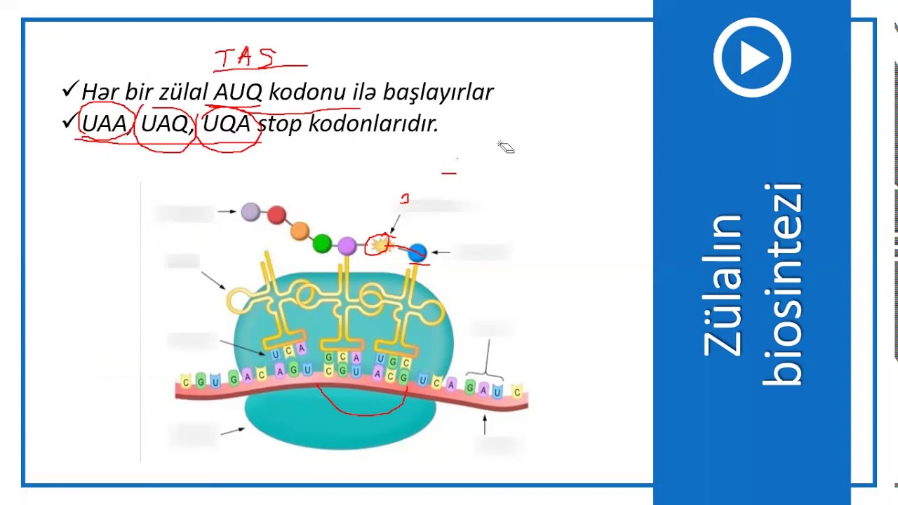 9-cu sinif Biologiya - Zülalın biosintezi