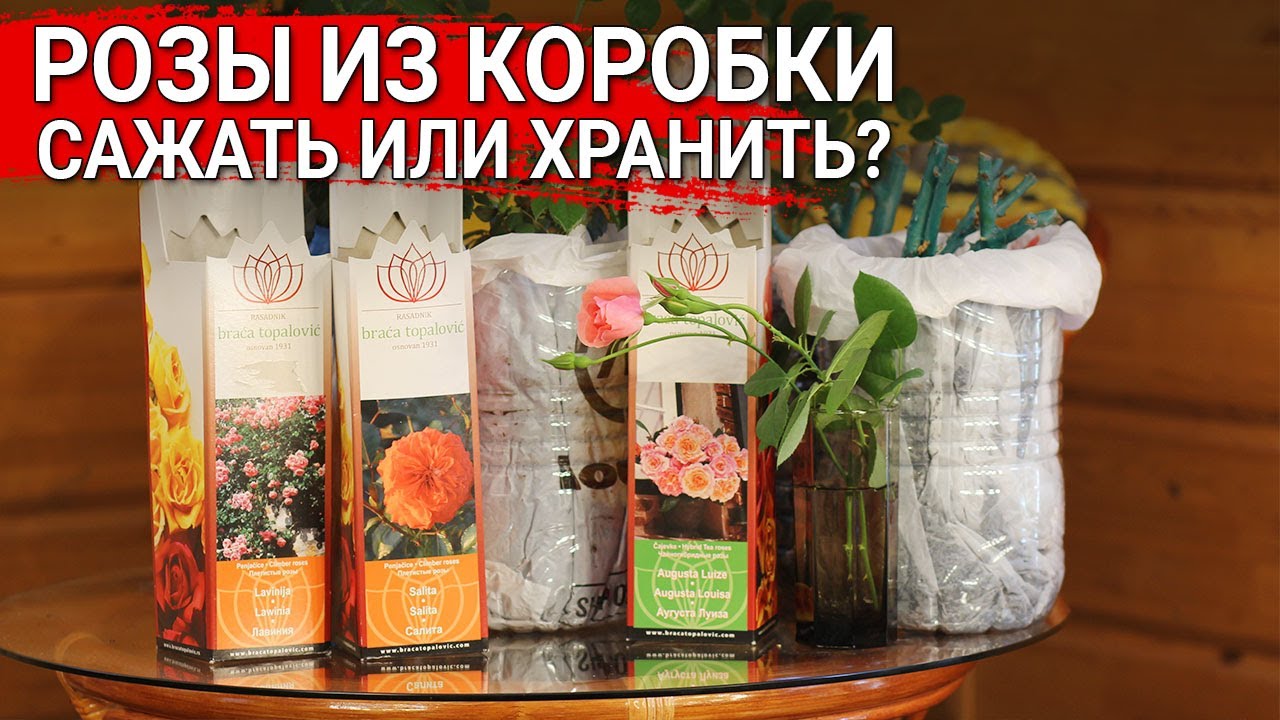 Роза из коробки - сажать или хранить?