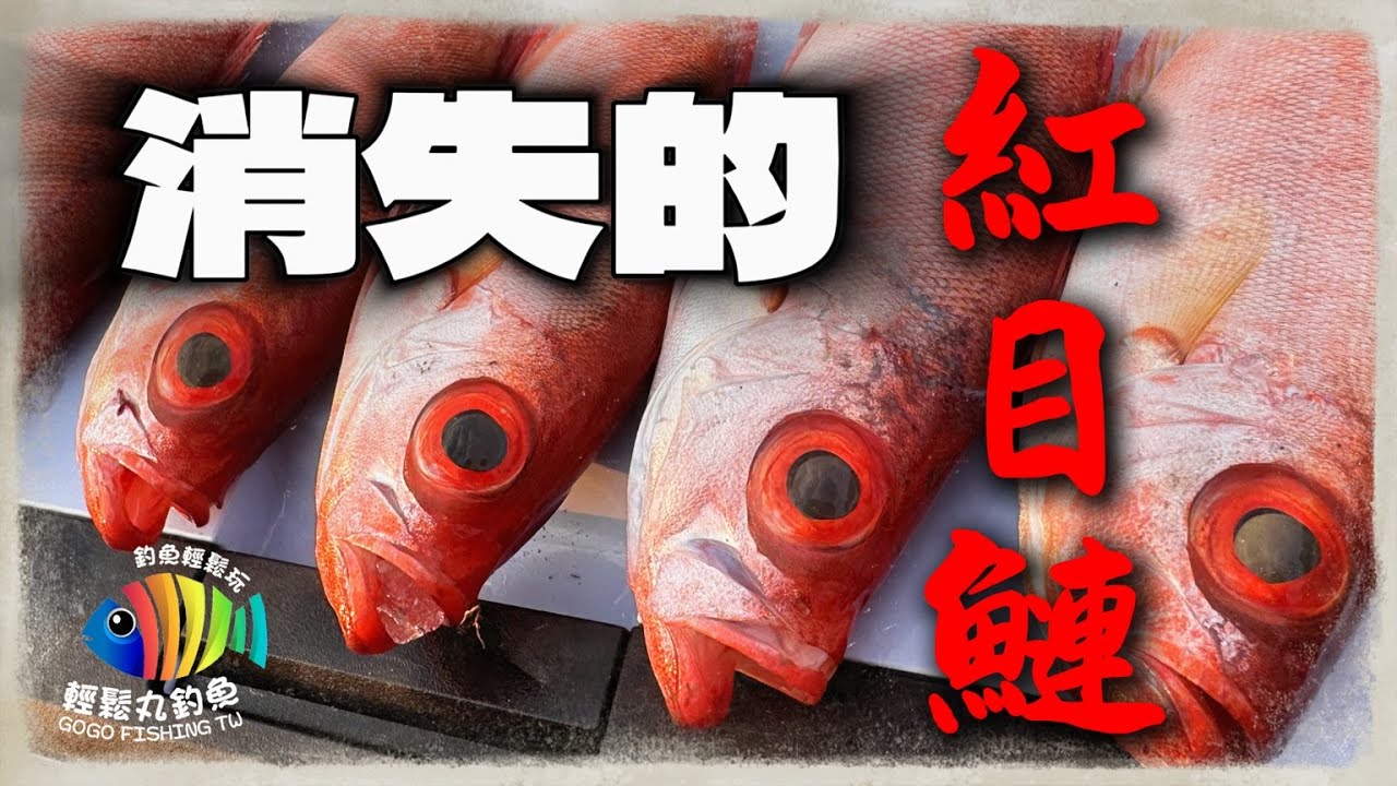 【EP55 消失的美味】近海紅紅的~ 紅目鰱 …By 釣魚輕鬆玩 #船釣 #紅目鰱 #釣魚 feat. 鴻達興6號