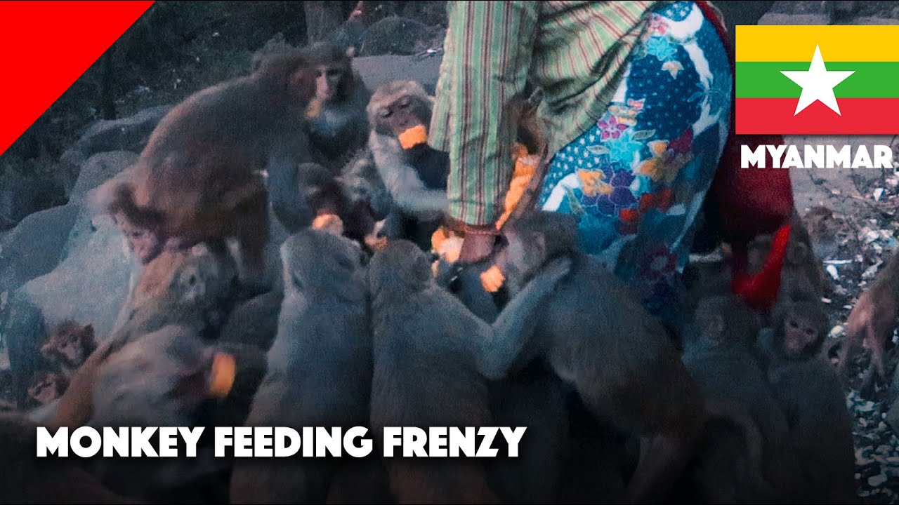 Monkey feeding frenzy on Mount Popa, Myanmar