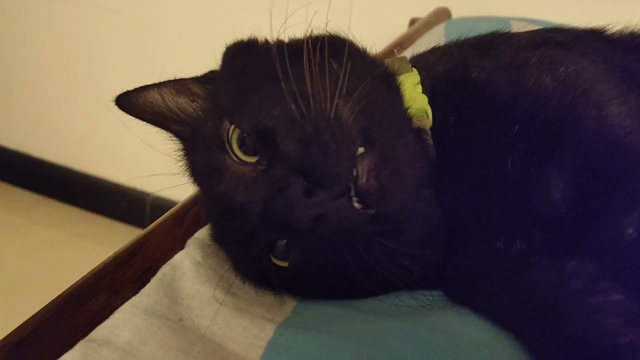 Bagheera in a playful mood #cat #catvideos #cats #blackcat #catlovers #catvideo #catviral #cutecat