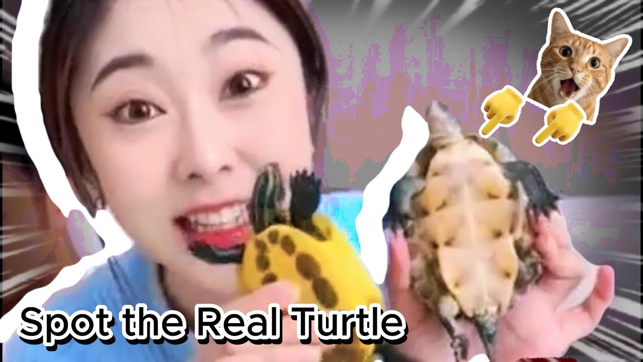 Funny Compilation: Real vs Fake Turtle#funny 