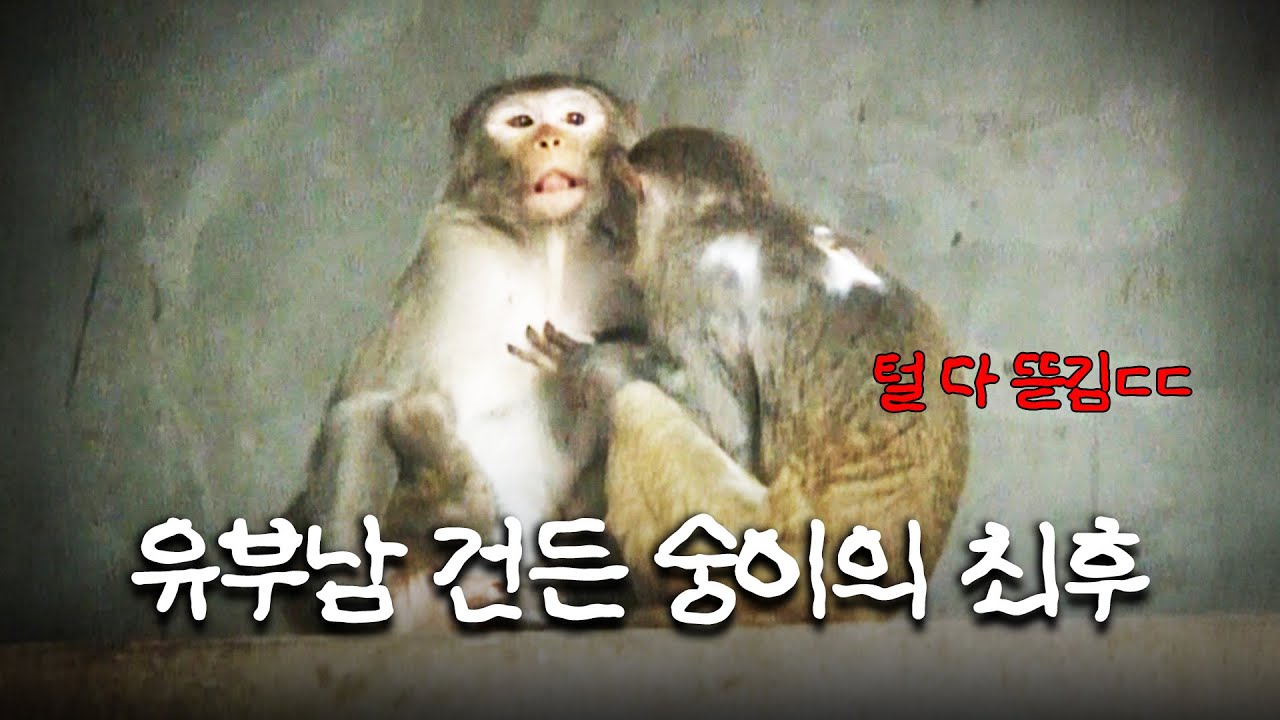 [🐕# 동물농장]  내 남편을… 건드려? 원숭이들 사이에 벌어진 아슬아슬한 삼각관계(?)🙈 #TV동물농장 #우와한비디오 #우와비