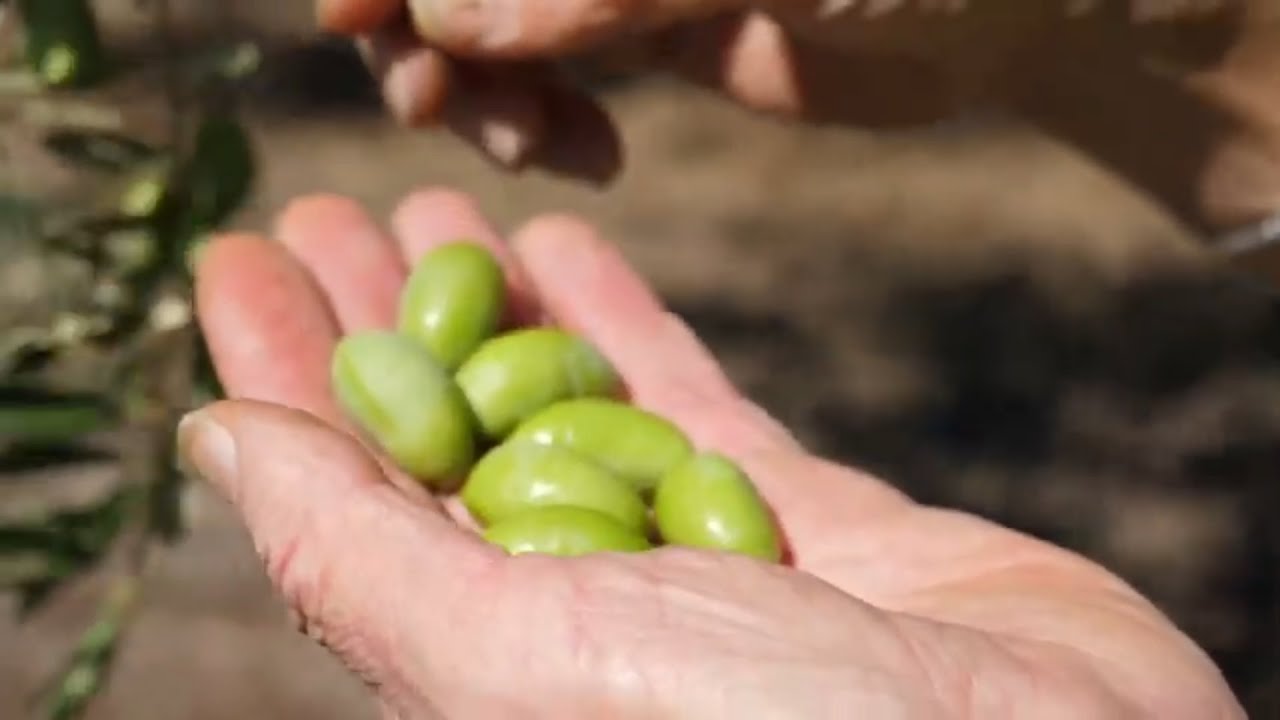 Diamants verts, perles du Languedoc...Tout savoir sur les olives Lucques du Languedoc AOP.