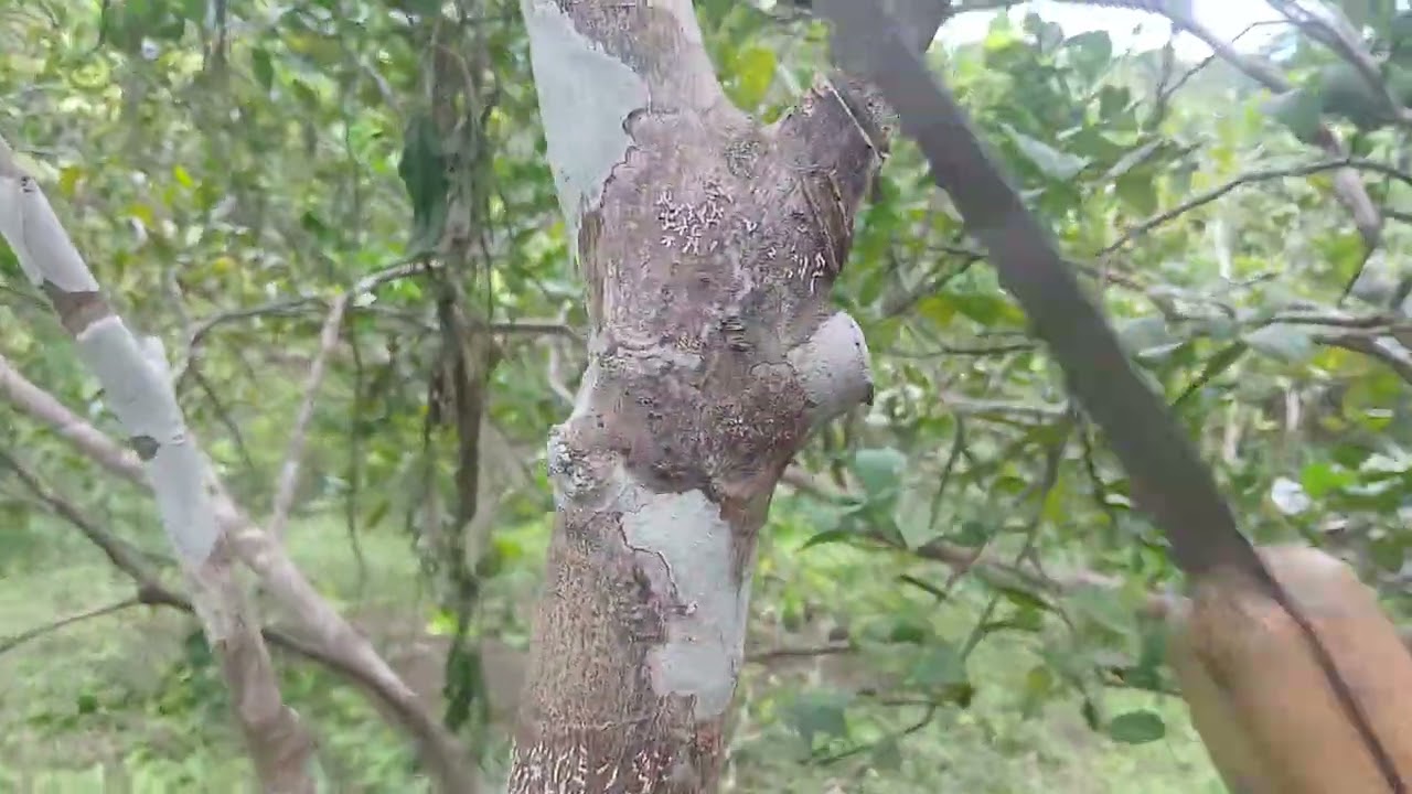 MARIO  ASIENDO   UN TRAVAJO  ESPESIAL  ALOS ÁRBOLES   FRUTALES 