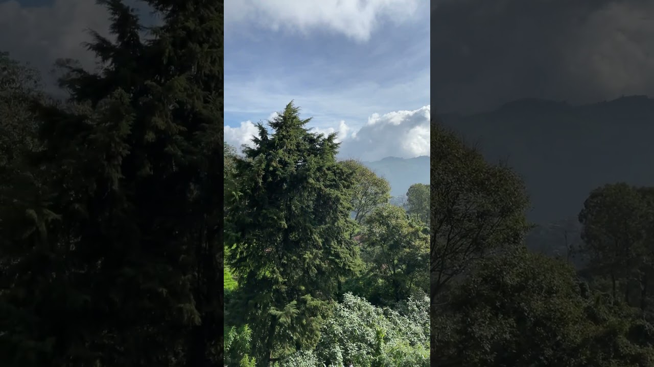 Coonoor #nature #forest
