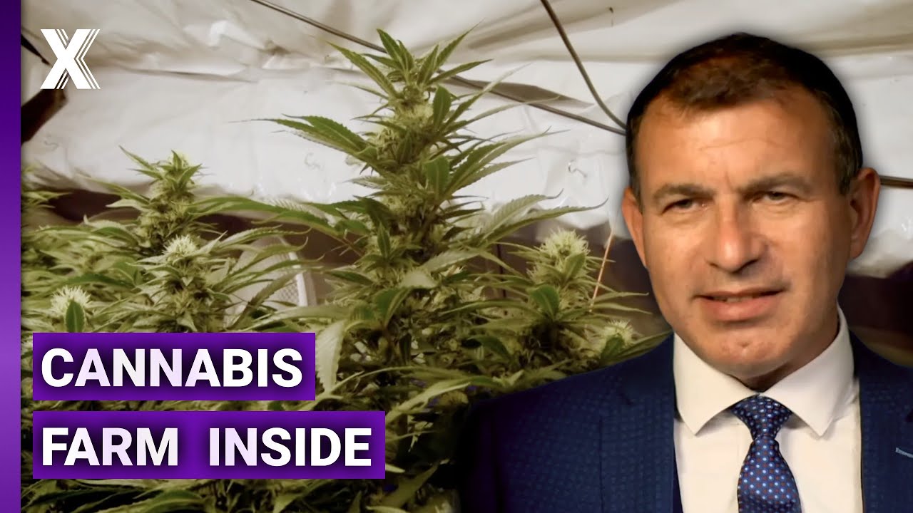 Letting Agent Discovers Cannabis Farm Inside Rental