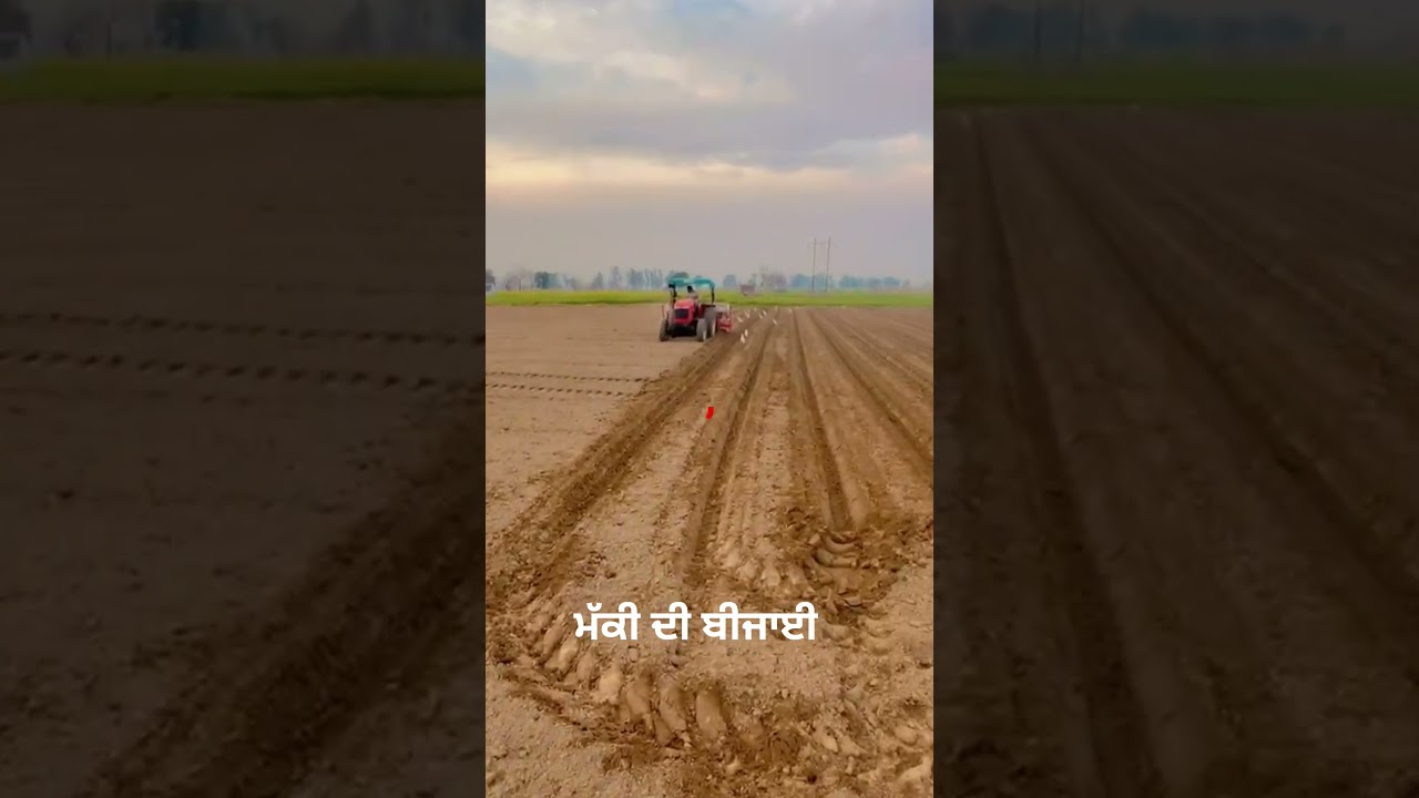 khetibaadi#cow #farming #silage #jattlifestudio #tractor #youtubeshorts #viral #punjab #india #fun🚜🚜