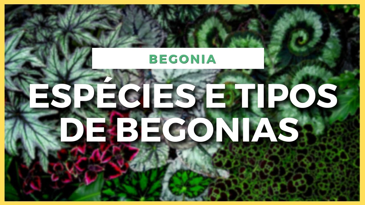 MAIS DE 20 BEGÔNIAS I VEJA VARIEDADES E ESPÉCIES DE BEGONIA E CONHEÇA CORES DE BEGONIA INCRÍVEIS