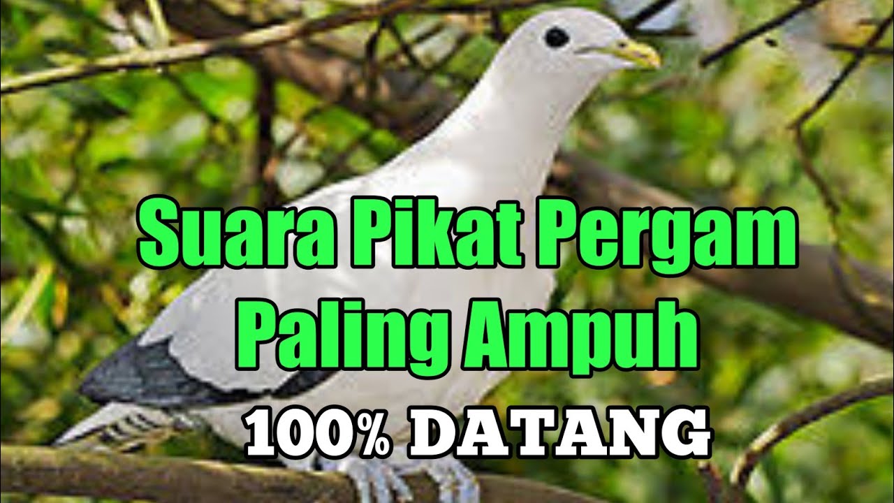 Suara Pikat Pergam Paling Ampuh