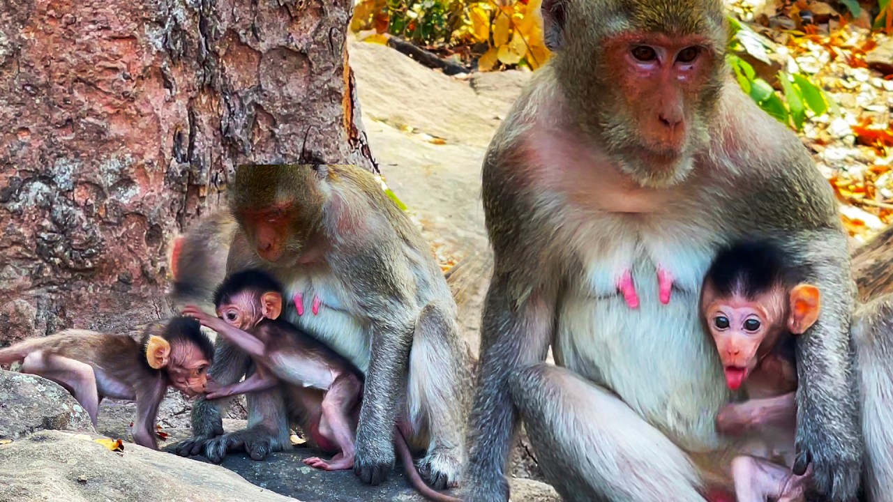 A mother takes great care of her two adorable children.