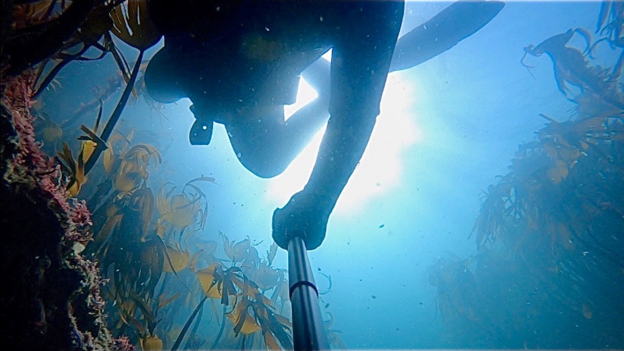 Experience Freediving in Scotland