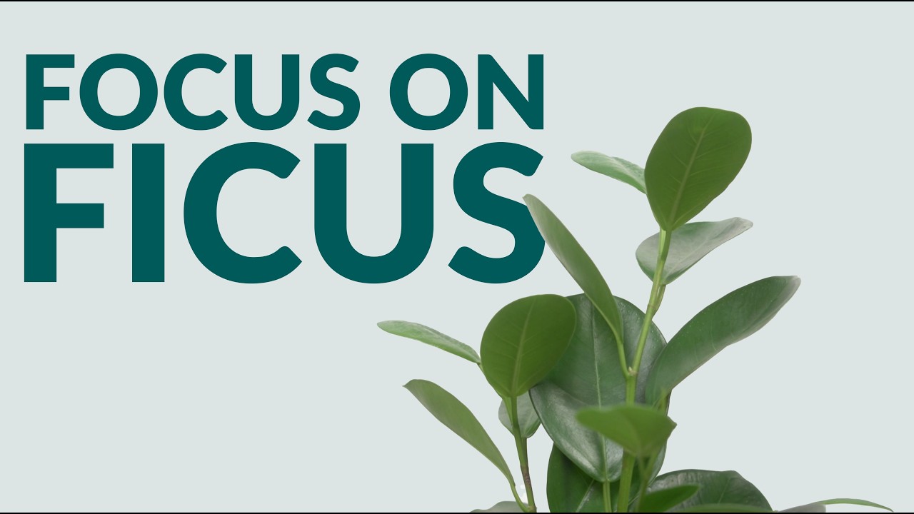 Focus on Ficus - Find your perfect ficus with Hortology