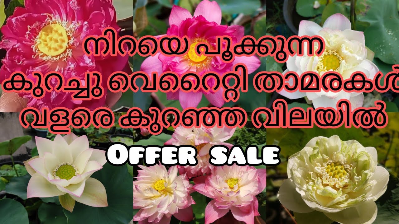 കുറഞ്ഞ വിലയിൽ thamarakal/Lotus tubers available for sale/@NaazusWorld-4949 