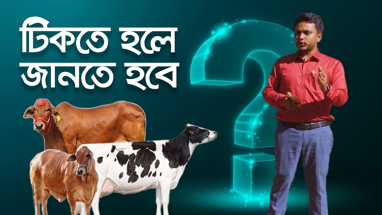 গরু পালনের গুরুত্বপূর্ণ সব প্রশ্নের উত্তর দিলেন ডাঃ জোনায়েদ কবীর । প্রশ্ন ও উত্তর পর্ব  । কৃষিকথা