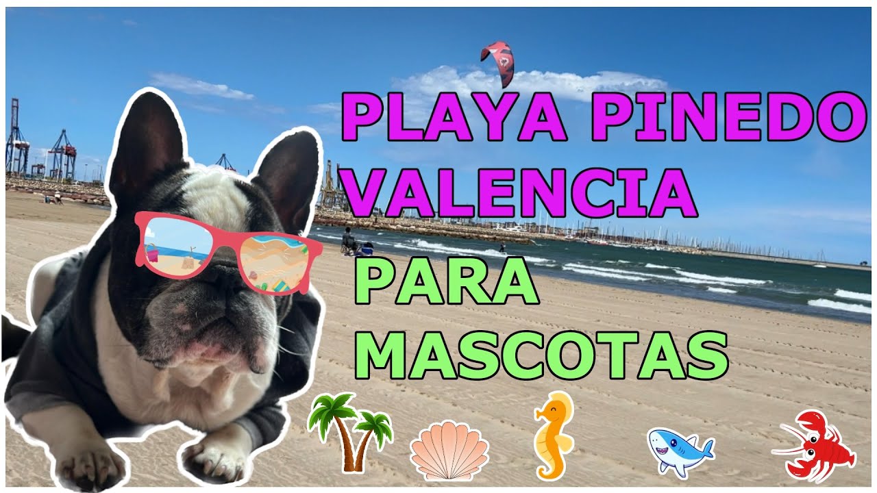 Playa Pinedo Para Mascotas en Valencia! #bulldogfrances #valencia  #españa #pets #beach #playa