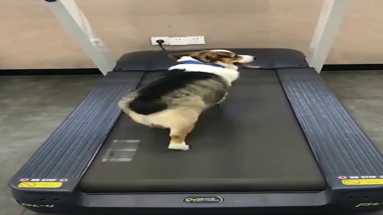 Corgi Doing Exercise On Treadmill While His Lazy Corgi Friend Watching And Do Nothing