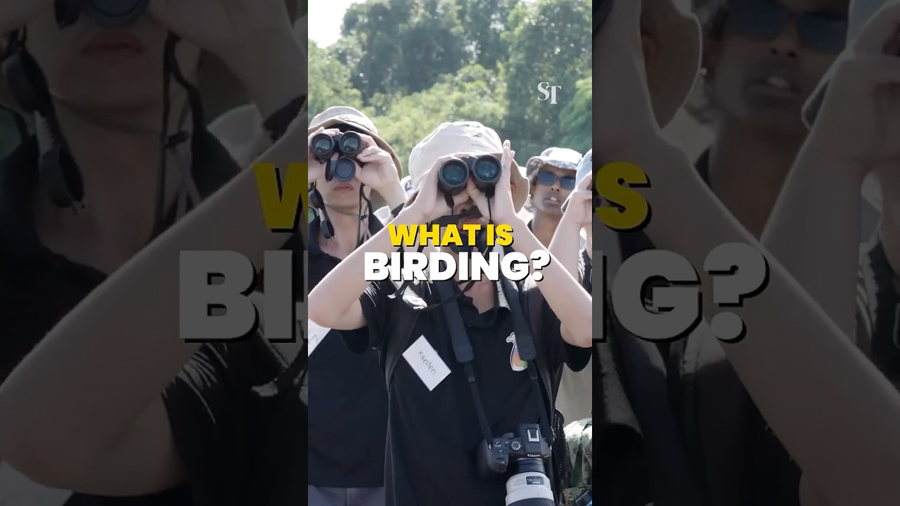 Go big on birding: 5 reasons to get into birdwatching in Singapore