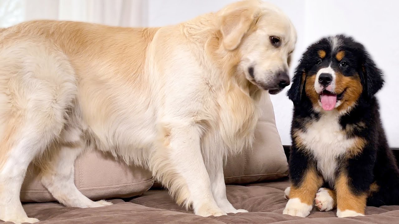 How the Golden Retriever and the Bernese Mountain Dog Became Best Friends [Compilation]