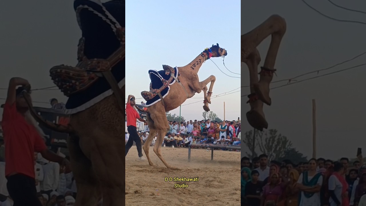 #trendingshorts #trendingsong #trendingreels #cameldance #camelvideo