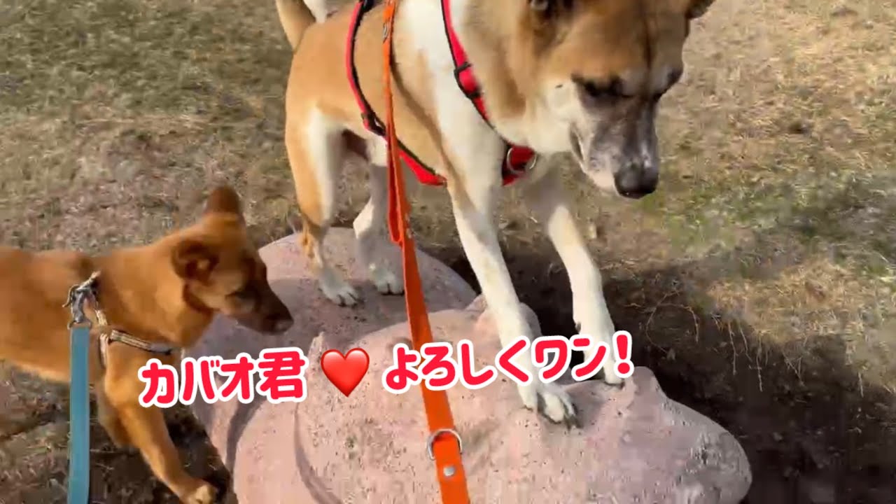 ルイすけ♪カバオ君初めまして！